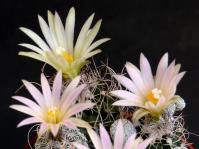 Thumbnail of 1855_Turbinicarpus pseudomacrochele sphacellatus_20140719_02(1).JPG